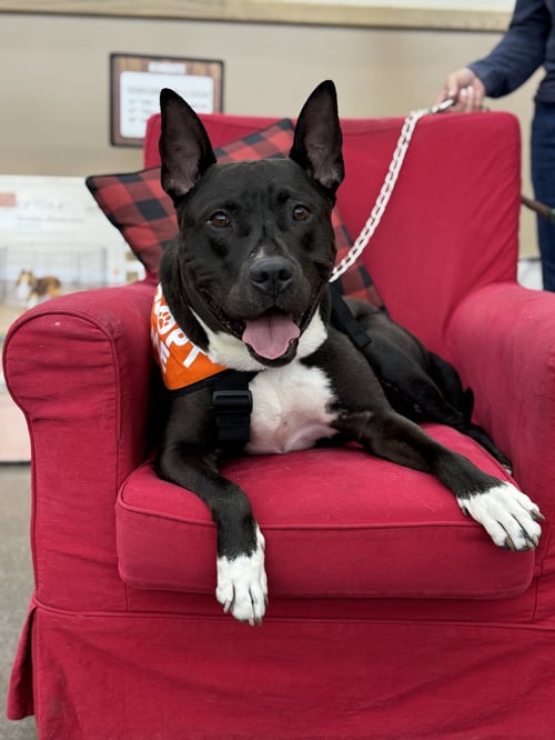 MILO - American Pit Bull Terrier available for adoption