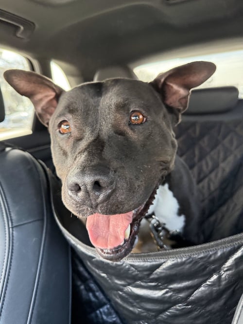 MILO - American Pit Bull Terrier for adoption in Oceanside