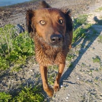 Shylo - Photo 1
