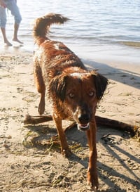 Shylo - Photo 3