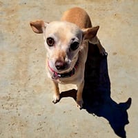 Taffy - Photo 2