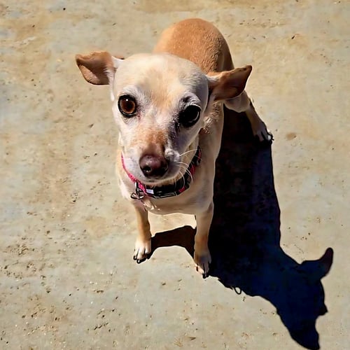 TAFFY - Chihuahua available for adoption