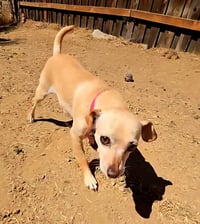 Taffy - Photo 5