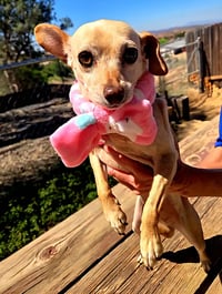 Taffy - Photo 1