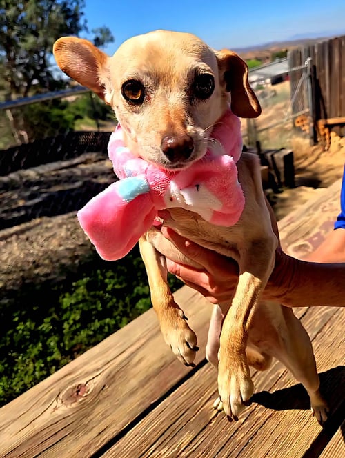TAFFY - Chihuahua for adoption in Oceanside