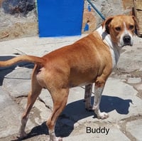 Buddy - Photo 4