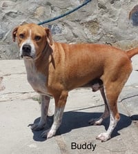 Buddy - Photo 2
