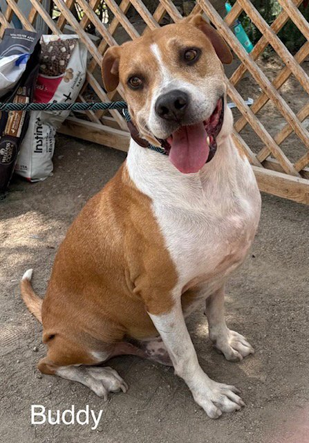 BUDDY - American Pit Bull Terrier available for adoption