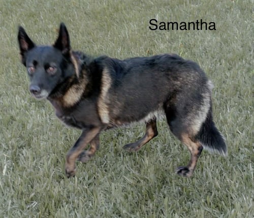 SAMANTHA - Alaskan Malamute / Shepherd available for adoption