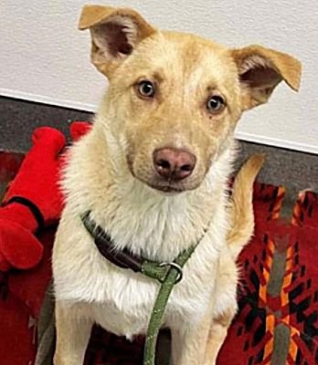 THE GOLDEN BOYS - FRISCO & GILLIAN - German Shepherd Dog / Labrador Retriever available for adoption
