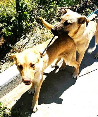 THE GOLDEN BOYS - FRISCO & GILLIAN - German Shepherd Dog / Labrador Retriever for adoption in Oceanside