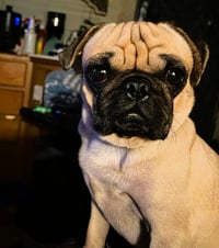 Trevor - Photo 1