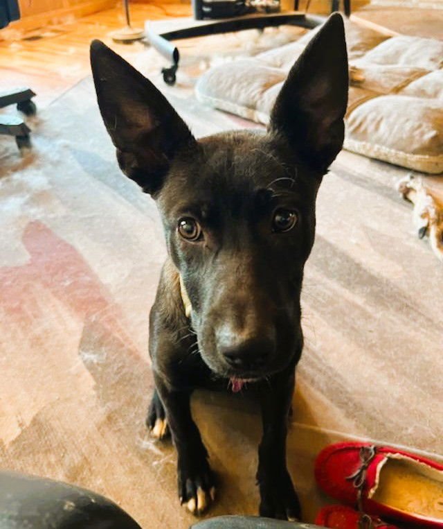 TILLIE - Labrador Retriever / Shepherd available for adoption