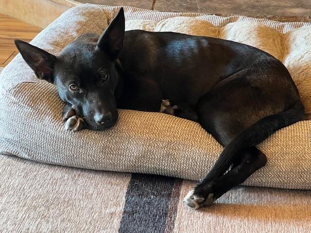 TILLIE - Labrador Retriever / Shepherd available for adoption