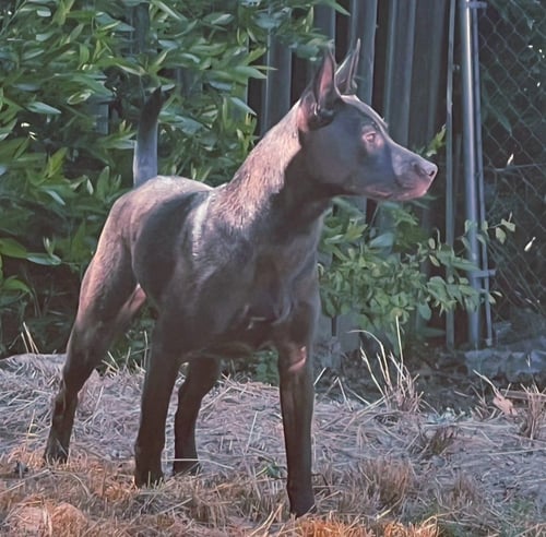 TILLIE - Labrador Retriever / Shepherd available for adoption