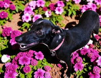 Fiona - Photo 8