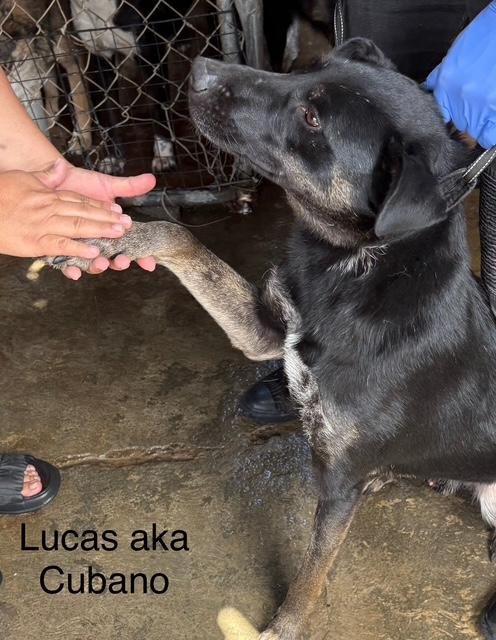 LUCAS - Alaskan Malamute / Shepherd available for adoption