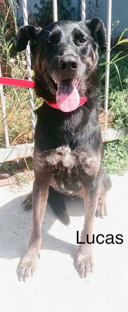 LUCAS - Alaskan Malamute / Shepherd for adoption in Oceanside