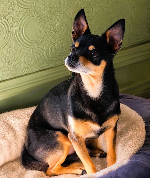 DELGADO - Chihuahua available for adoption
