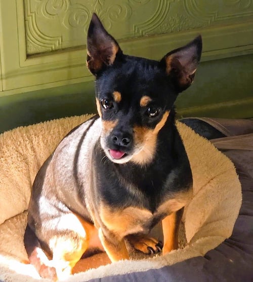 DELGADO - Chihuahua for adoption in Moreno Valley