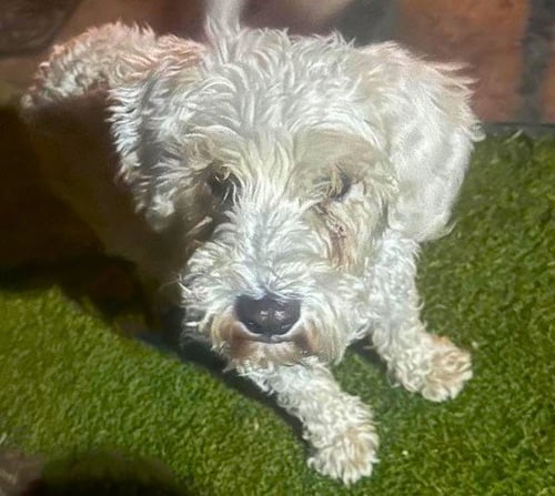 GRETA - Miniature Schnauzer / Poodle (Miniature) available for adoption
