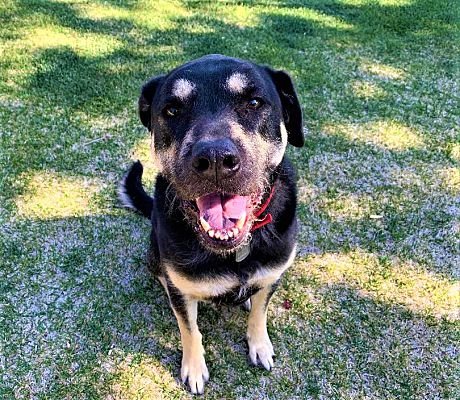 WILLOW - Rottweiler / Shepherd available for adoption