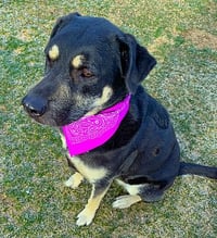 Willow - Photo 5