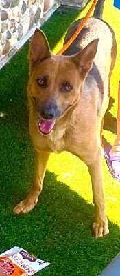 YVETTE - German Shepherd Dog available for adoption
