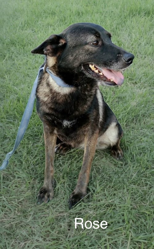 ROSE - Alaskan Malamute / Shepherd for adoption in Oceanside