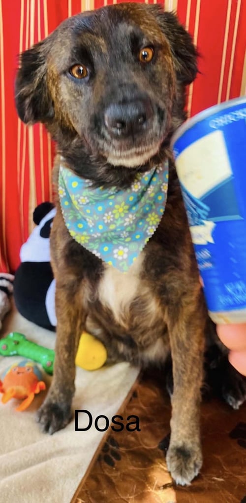 DOSA - Shepherd for adoption in Oceanside