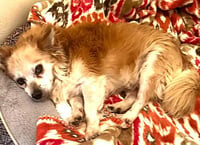 Rusty - Photo 3