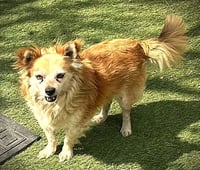 Rusty - Photo 1
