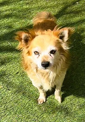 RUSTY - Chihuahua / Pomeranian available for adoption