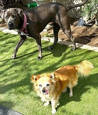Rusty - Photo 4