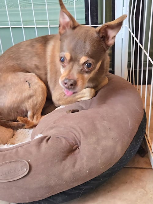 CHIEF - Chihuahua for adoption in Oceanside