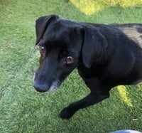 Gidget - Photo 3