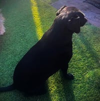 Gidget - Photo 5