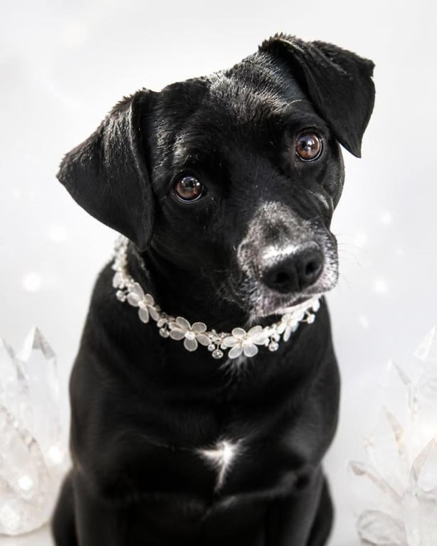 Gidget Image