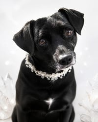 Gidget - Photo 1