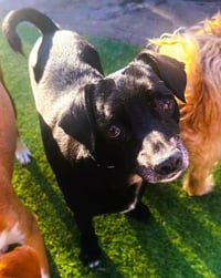 Gidget - Photo 2