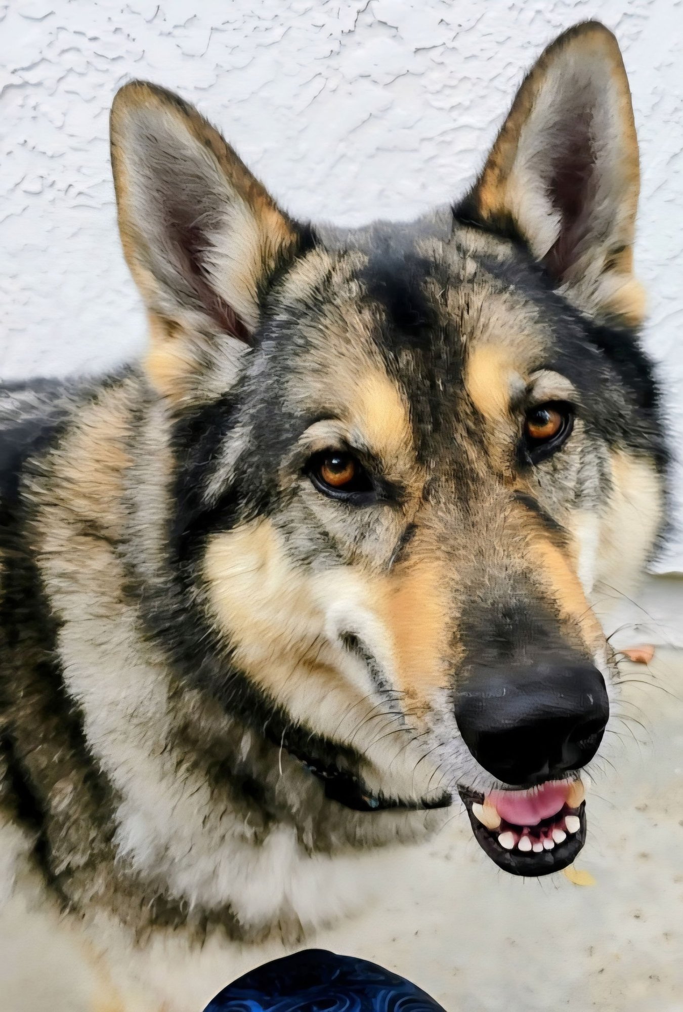 AMEAUS - Husky / Shepherd available for adoption