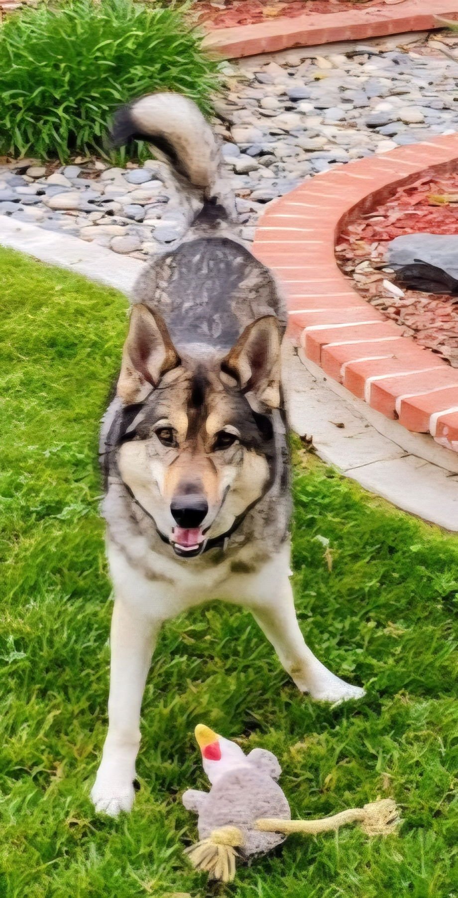 AMEAUS - Husky / Shepherd available for adoption