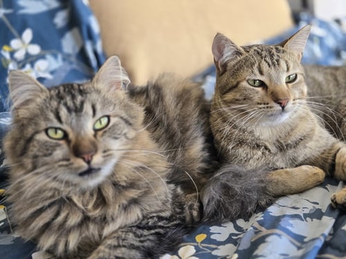 BEETLE + CRICKET (BONDED PAIR) - Domestic Medium Hair available for adoption