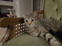 Beetle + Cricket (bonded pair) - Photo 2