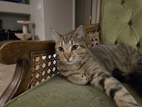 BEETLE + CRICKET (BONDED PAIR) - Domestic Medium Hair available for adoption