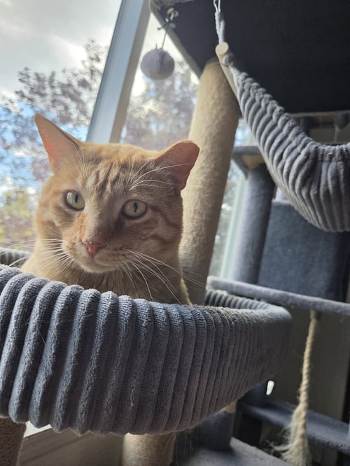 DOOLIN - Domestic Short Hair available for adoption