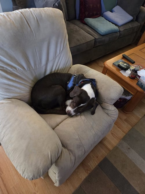 POPS #1 - Beagle / Staffordshire Bull Terrier available for adoption