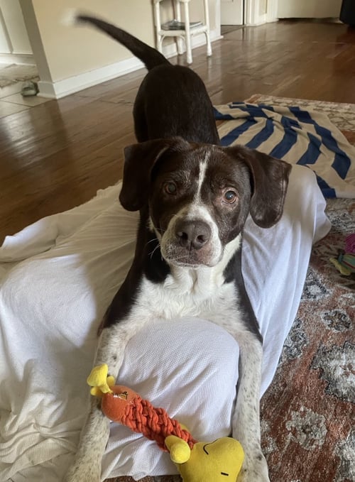 POPS #1 - Beagle / Staffordshire Bull Terrier for adoption in Aurora