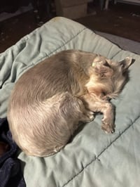 Peaches #6 - Photo 3