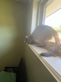 Kinley - Photo 4